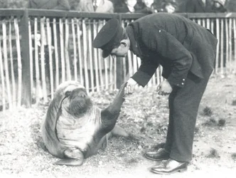 Andy the walrus at ZSL London Zoo, 1925